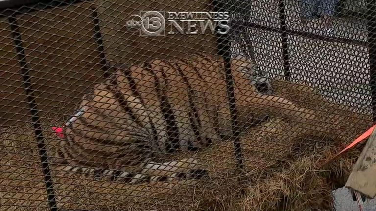   An overweight tiger was found in a small cage in Texas. Pic: ABC News