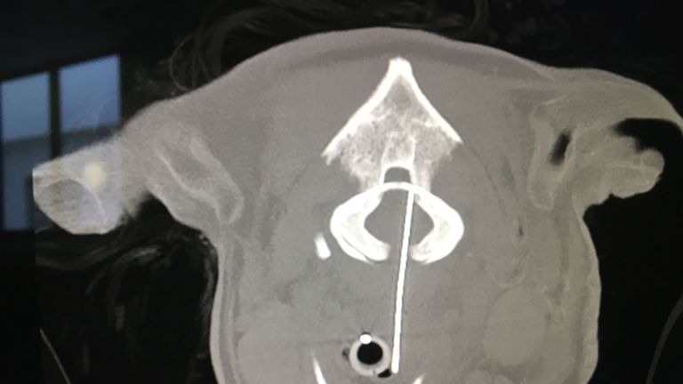 Toby had a needle lodged in his neck