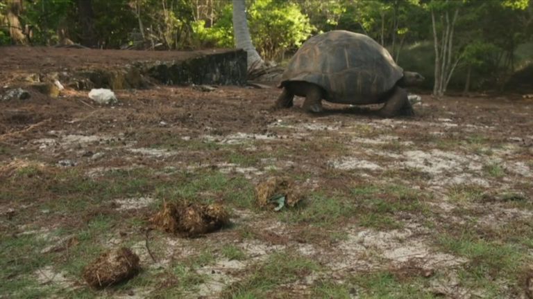 A flip-flop was found in the dung of this tortoise