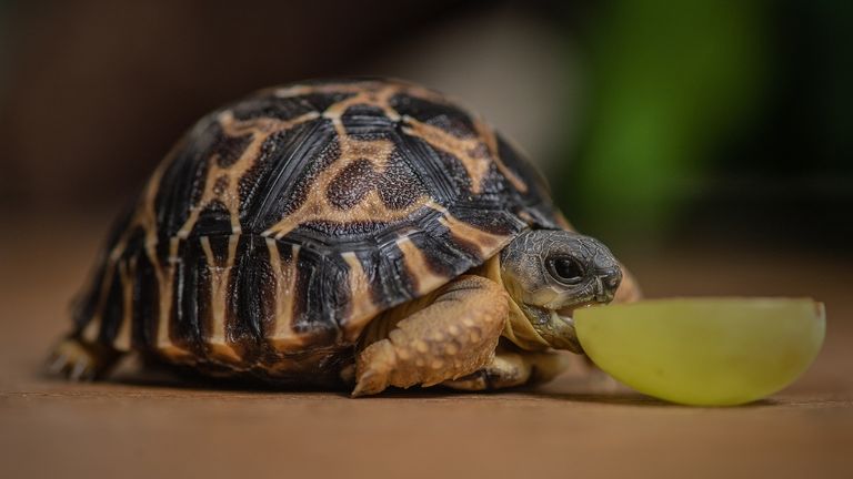 Two endangered tortoises hatch at Chester Zoo