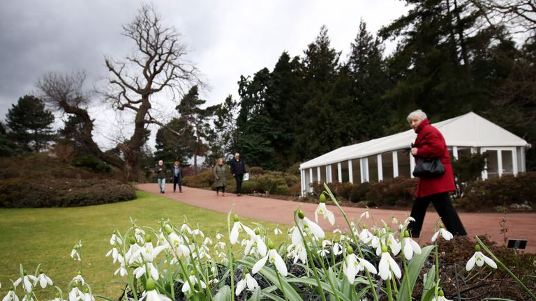 Snowdrops in the Royal Botanic Garden Edinburgh