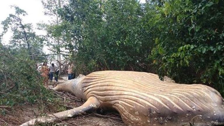 The animal was found dead in undergrowth on the Brazilian island of Marajo. Pic: bicho_dagua

