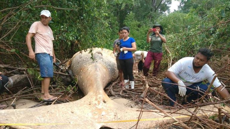 The dead humpback was eight metres long. Pic: bicho_dagua

