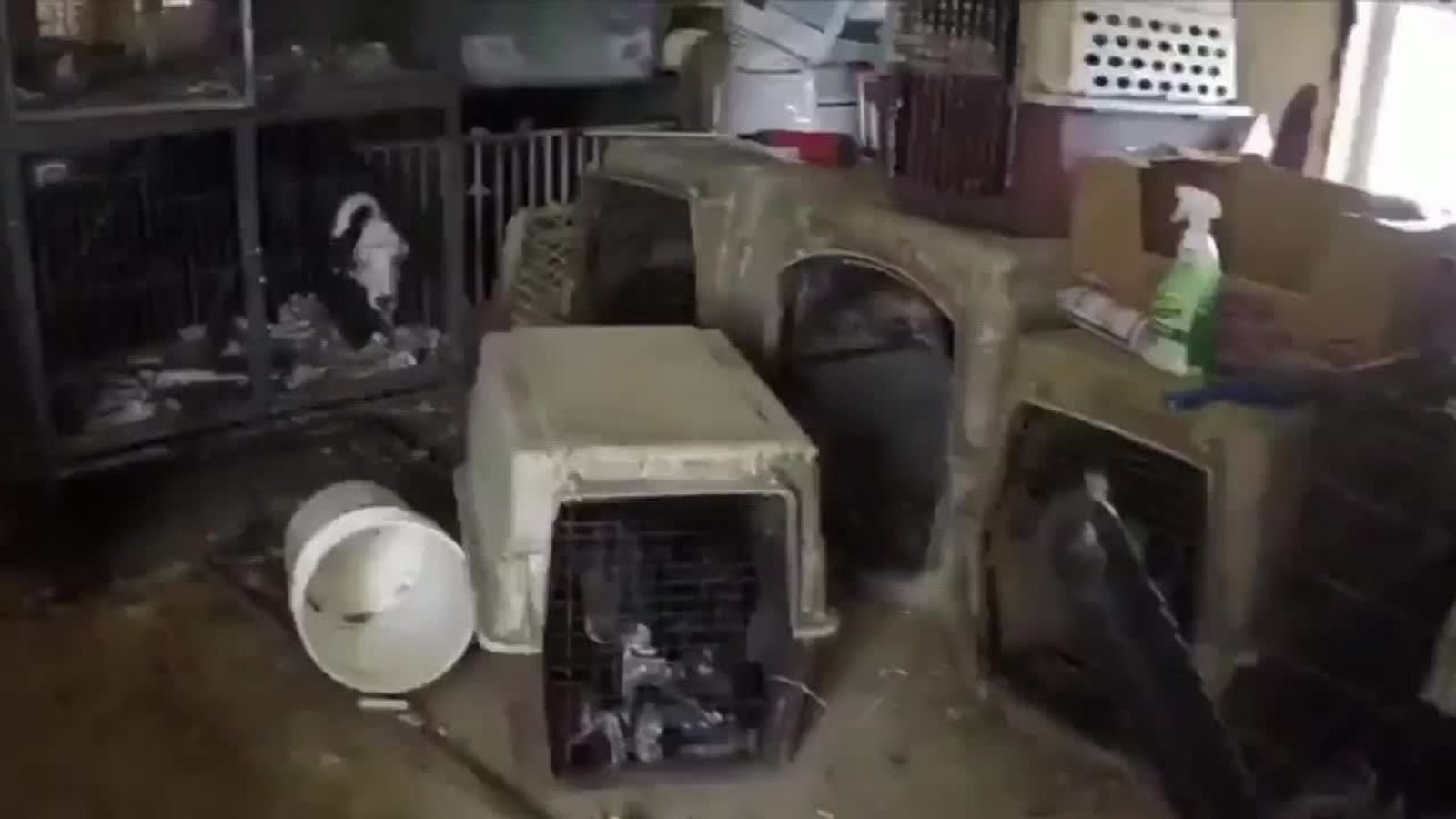 Dogs freed from cages as Iowa floods rise | US News | Sky News
