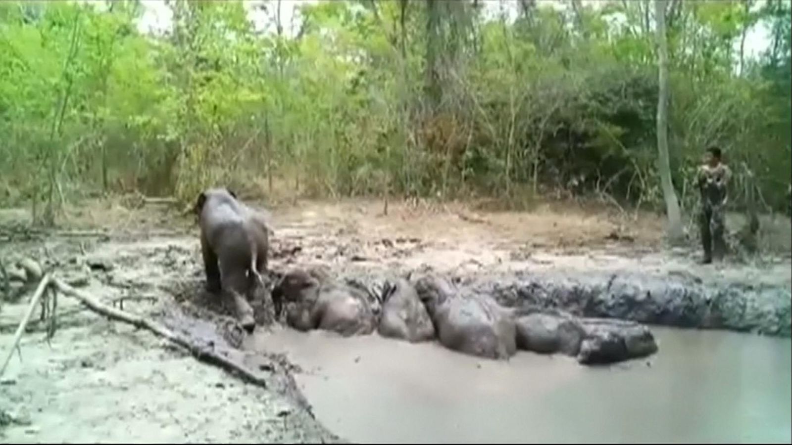 Swamp drained to rescue elephants stuck in mud in Thailand World News Sky News