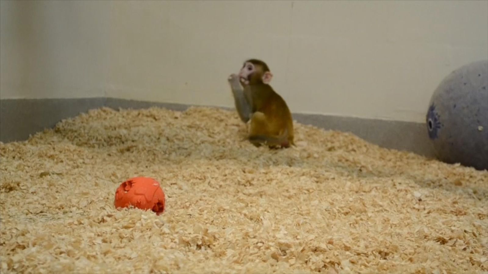 Monkey born from frozen testicular tissue offers fertility hope to