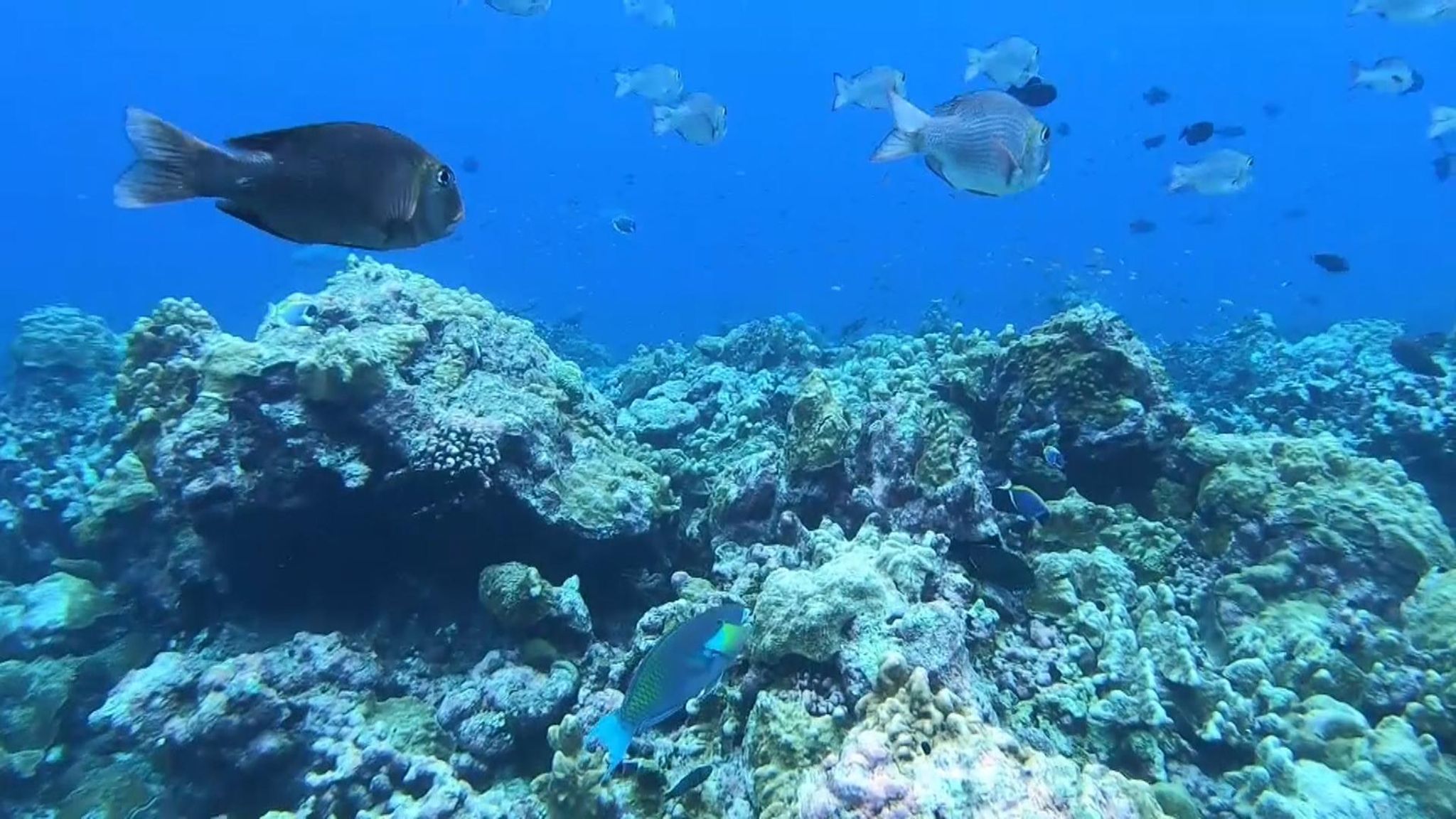 Lagoon's 'incredible refuge' may hold secret to coral survival ...