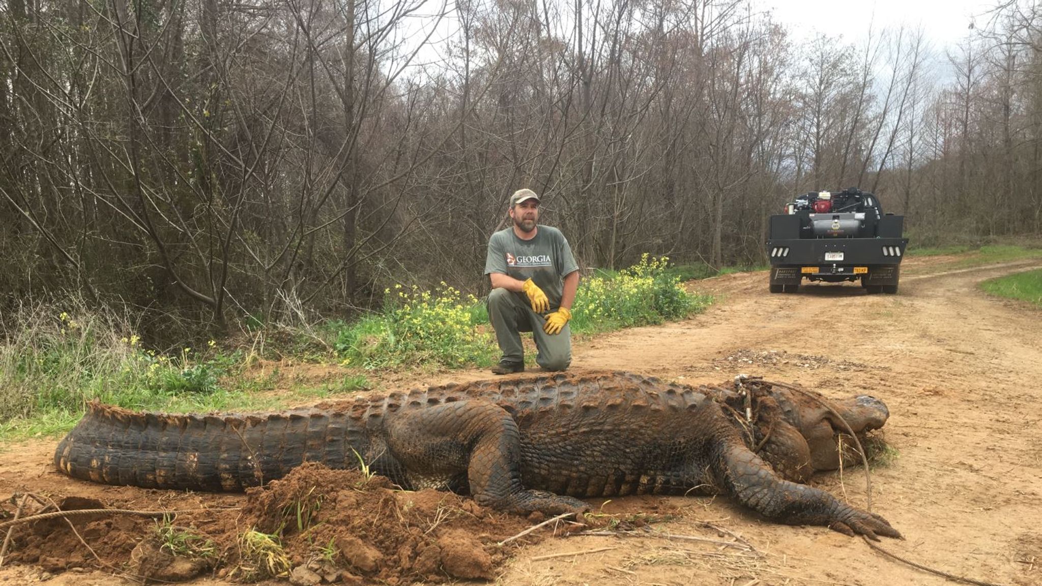 Listcrawler Long Island Alligator