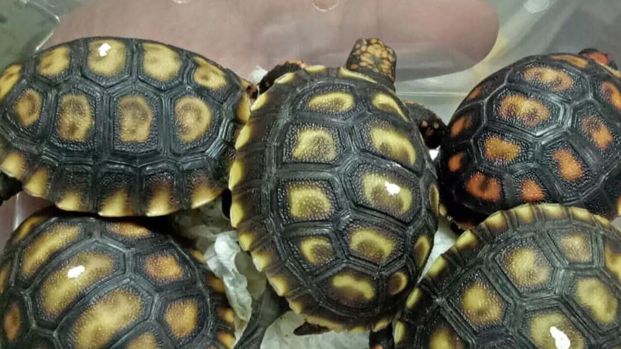 1,500 smuggled turtles found alive in abandoned luggage at Manila ...