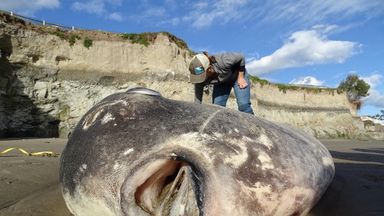 Rare hoodwinker sunfish washes up thousands of miles from home on