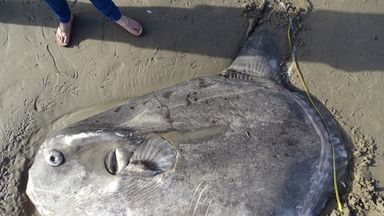 Rare hoodwinker sunfish washes up thousands of miles from home on