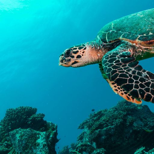 Back-to-back heatwaves kill 70% of Chagos islands' coral | World News ...