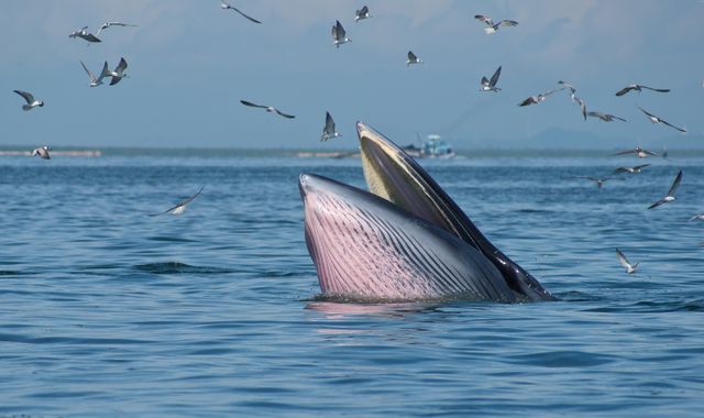 Man is caught by a whale - and lives to tell the tale Man is caught by a whale - and lives to tell the tale