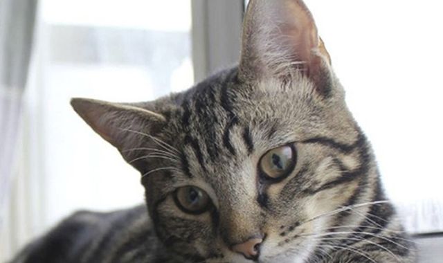 Duchy the cat killed with air rifle in 'brutal act of cruelty' Duchy the cat killed with air rifle in 'brutal act of cruelty'