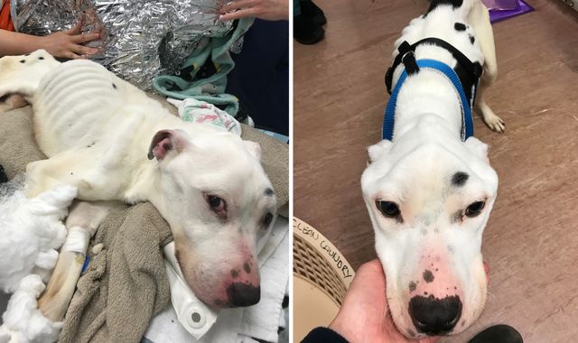 RSPCA discovers 'thinnest dog ever seen alive' in Lancashire RSPCA discovers 'thinnest dog ever seen alive' in Lancashire