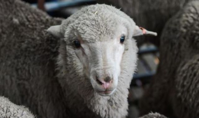 Sheep impregnated using 50-year-old sperm Sheep impregnated using 50-year-old sperm