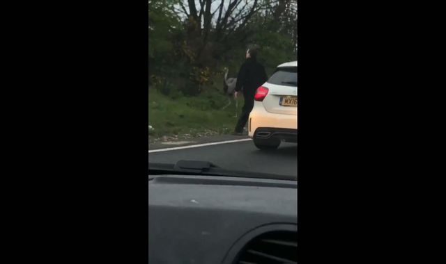 'Ostrich' causes traffic chaos after crossing A12 in Essex 'Ostrich' causes traffic chaos after crossing A12 in Essex
