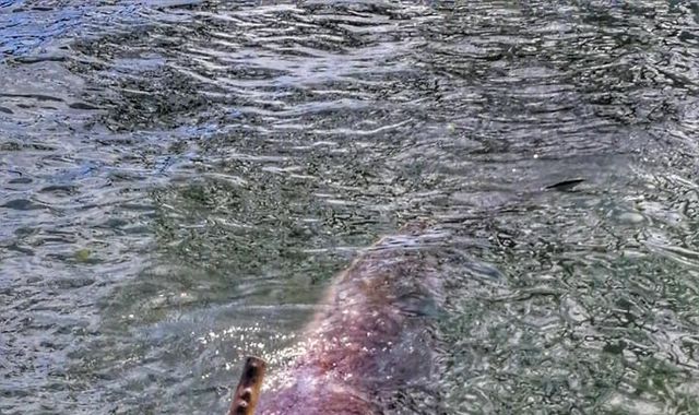 Whale dies after swallowing 40kg of plastic bags Whale dies after swallowing 40kg of plastic bags