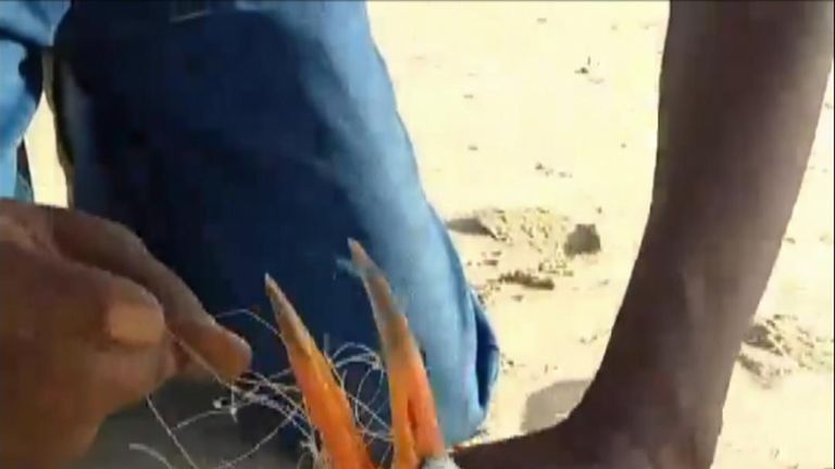 A Caspian turn was struggling to fly after becoming entangled in nylon fishing net was and set free thanks to a helping hand.