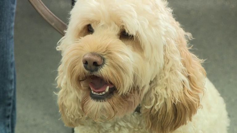 Boo, the cockapoo, has had to have a rabies injection and blood test in order to travel