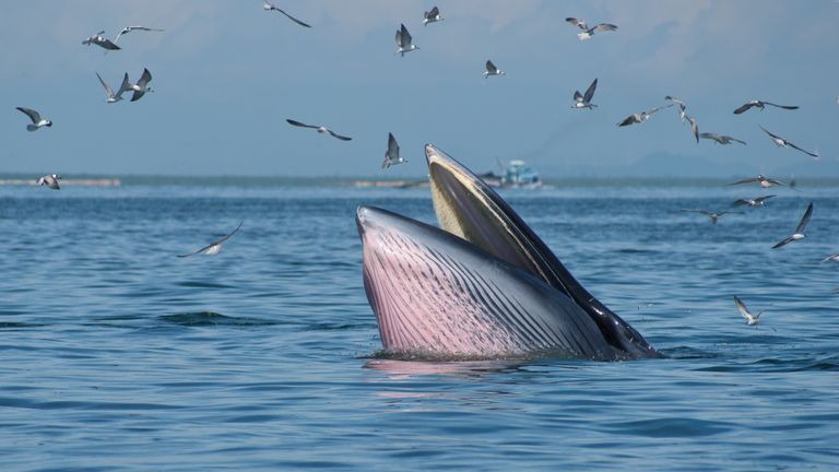 Bryde&#39;s Whale, Aquatic Mammal, Fish, Mammal, Whale