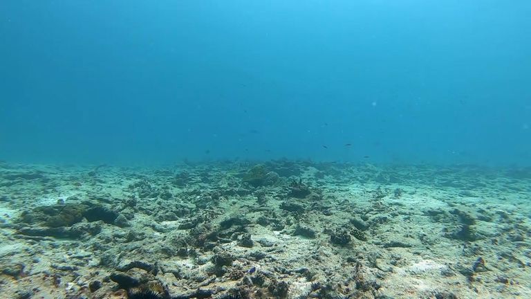 Coal gardeners are trying to save the reef – but they warn that it won’t be enough until the world stops the oceans warming. 