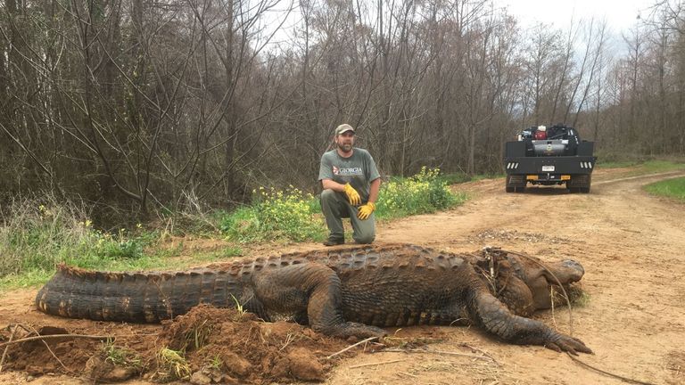 An alligator estimated to weigh 700 pounds was discovered near Lake Blackshear in Georgia on Monday, February 18, according to the stateâs Department of Natural Resources.