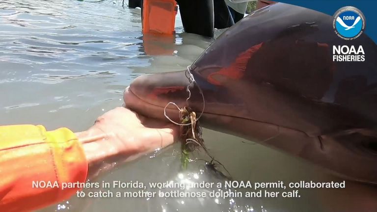 The biologists caught both the calf and its mother and carefully untangled the line entrapping the calf before releasing them.