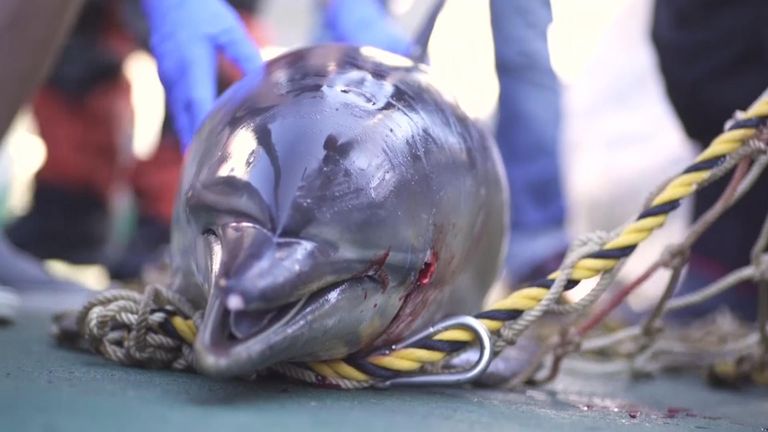 Most of the dolphins are found mutilated