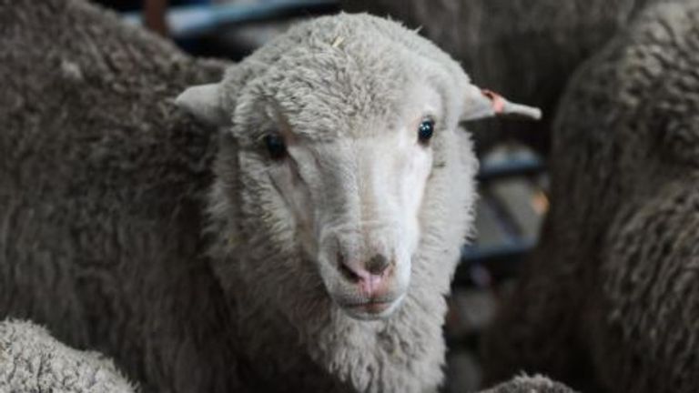 A Merino lamb born last year from 50-year old semen. Pic: Morgan Hancock/University of Sydney