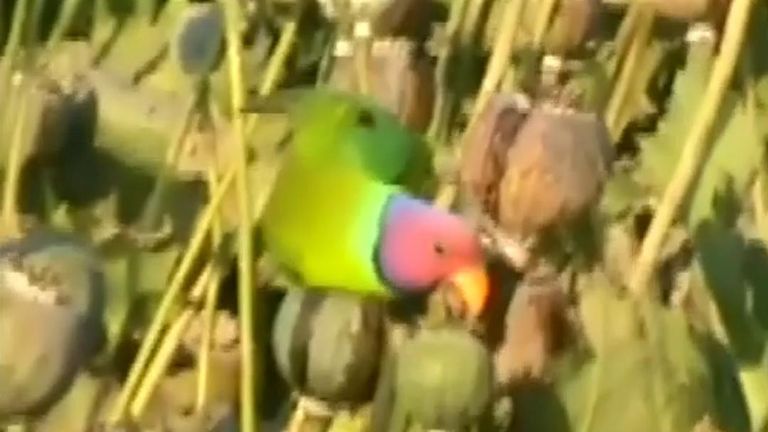 Parrots eat the contents of opium poppy heads in India