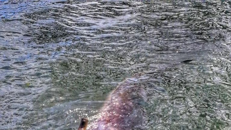 The whale was spotted off the shores of Mabini in the southern Philippines 