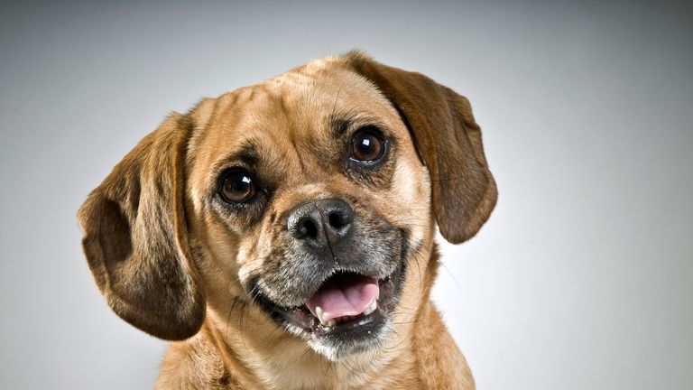'Puggle' - the term for a pug/beagle cross - is another new entry
