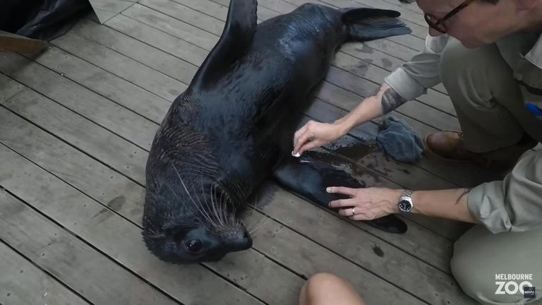Seal presents flippers during blood sample procedure