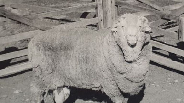 Sir Freddie -  one of the rams whose sperm was frozen in 1968, seen in 1969. Pic: Walker family/University of Sydney