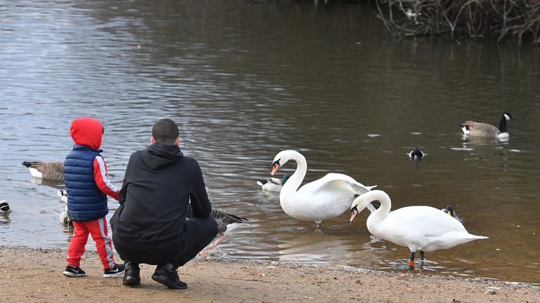 Notices urge tourists in Windermere not to feed swans. File pic