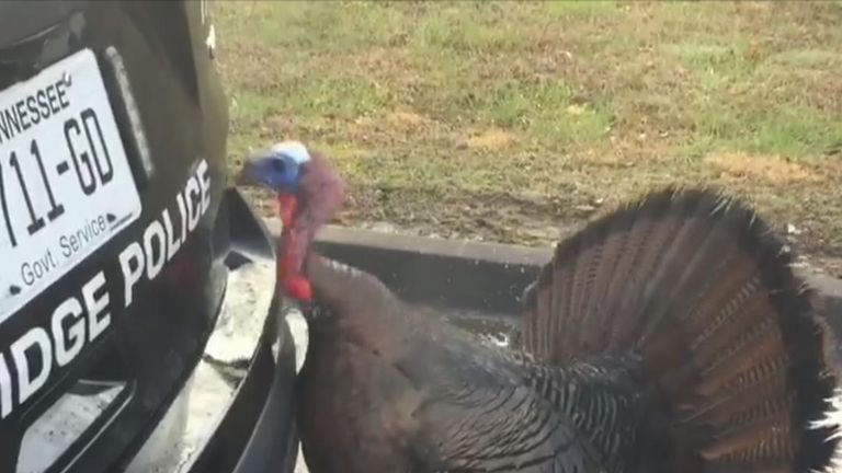 Turkey furiously pecks police car in Tennessee