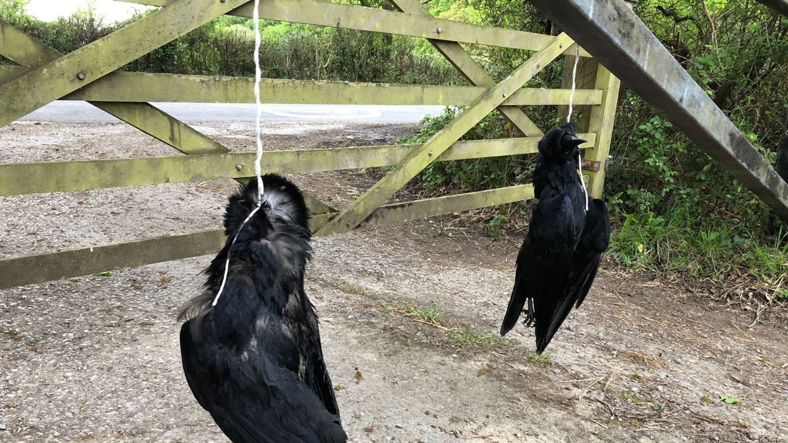 Tv Presenter Chris Packham Contacts Police After Dead Crows Left 