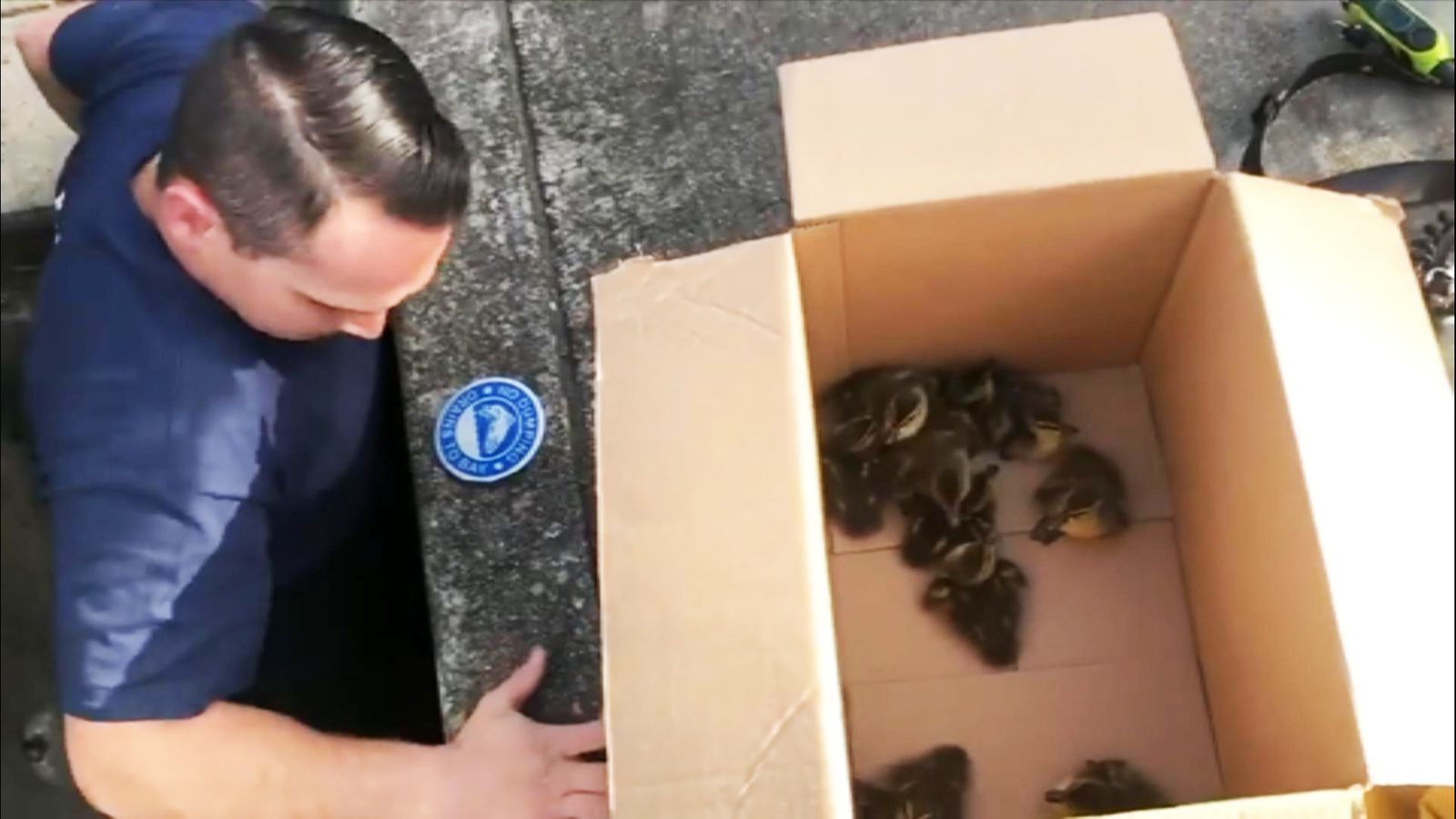Firefighters rescue lucky ducklings from storm drain | US News | Sky News