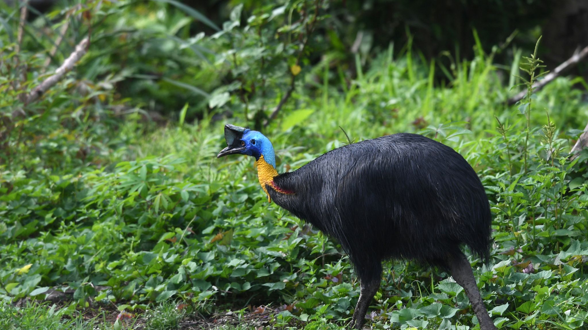 Florida: Man attacked and killed by giant cassowary bird after falling ...