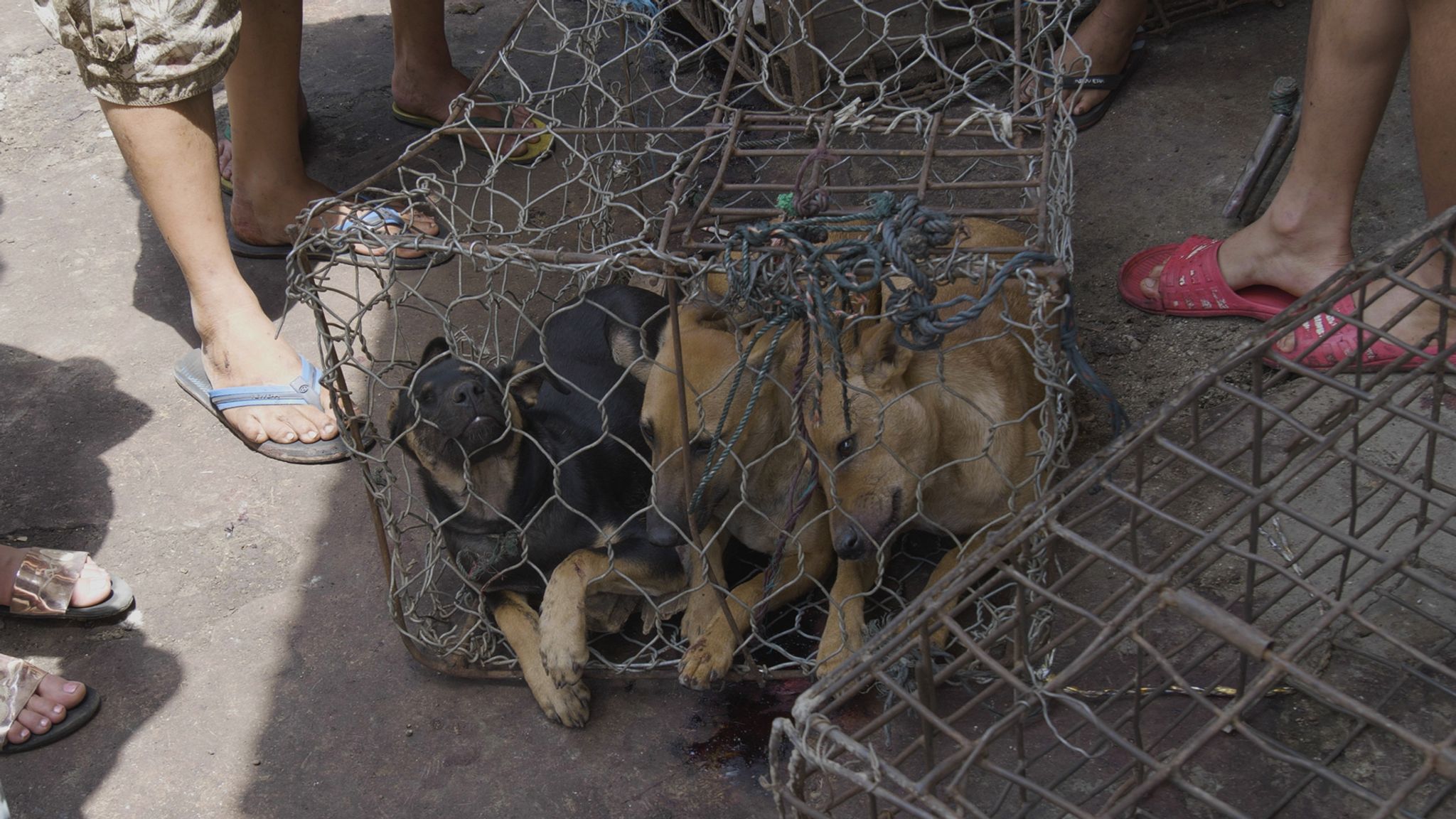 Dog meat near me sale