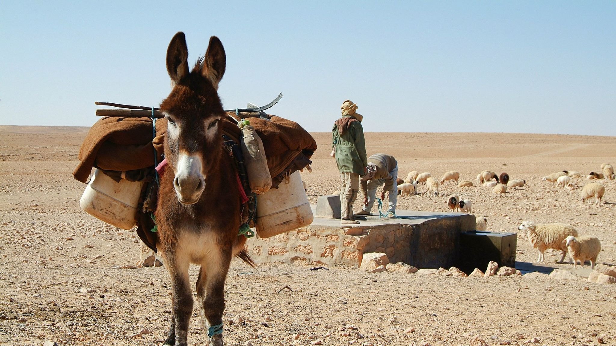 Donkeys don't like rain and seek shelter when it's cold, study finds