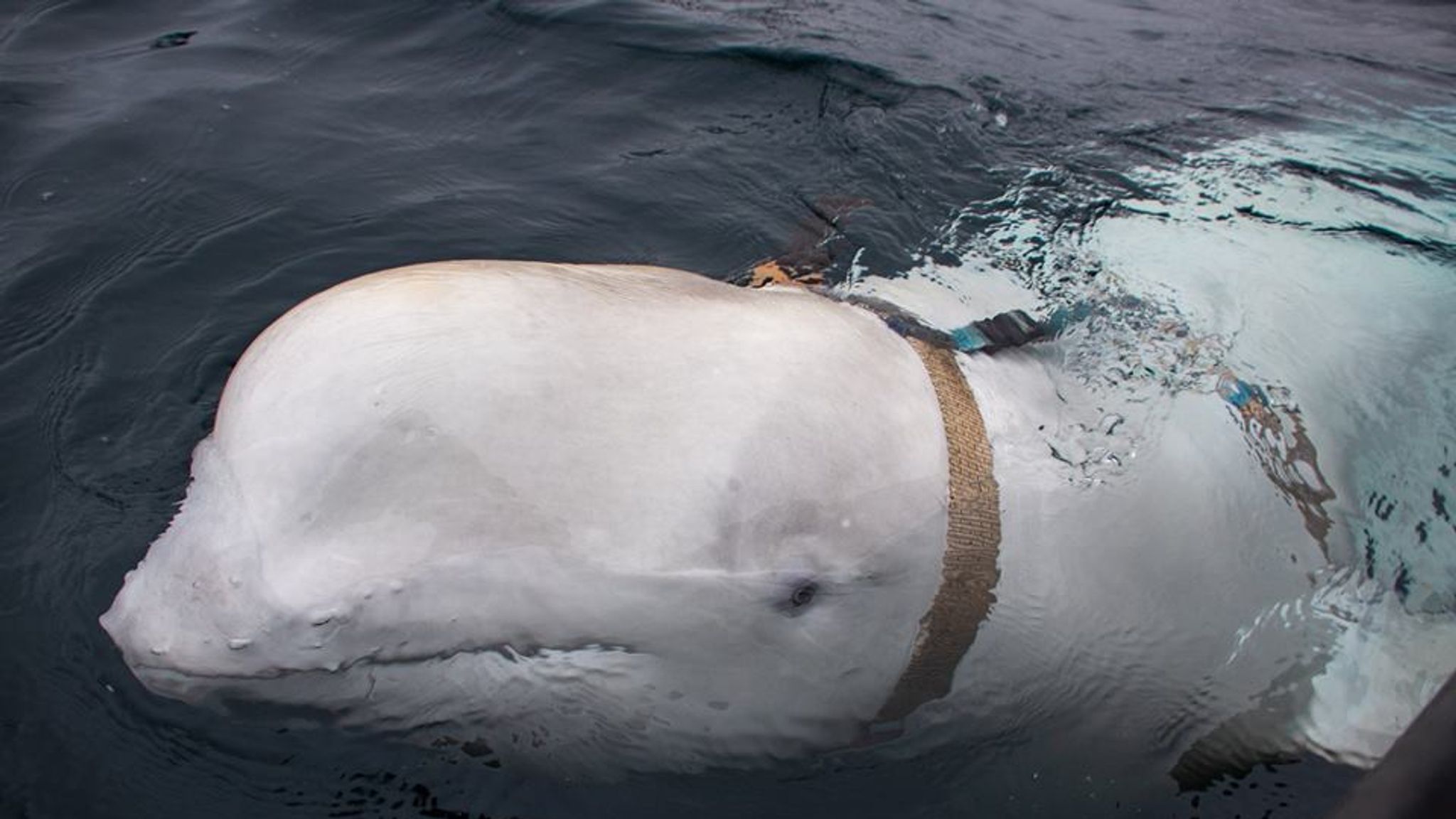 Beluga Russian 'spy whale' is so tame it lets people pet it | World