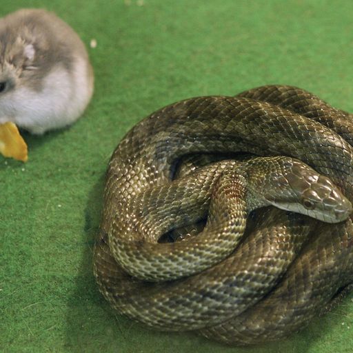 Snakebites are 'world's biggest hidden health crisis' 