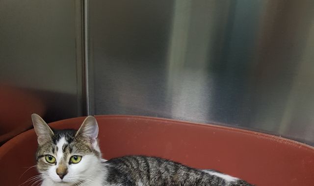 Miaowch! Pregnant cat gives birth to five kittens after painful rescue in Wolverhampton Miaowch! Pregnant cat gives birth to five kittens after painful rescue in Wolverhampton