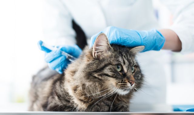Record £785m paid out by pet insurers as vet treatments get more sophisticated Record £785m paid out by pet insurers as vet treatments get more sophisticated
