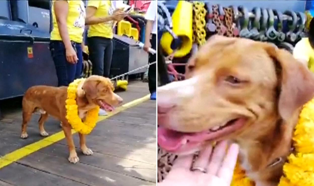 Dog rescued after being spotted swimming 135 miles off Thailand coast by oil rig workers Dog rescued after being spotted swimming 135 miles off Thailand coast by oil rig workers