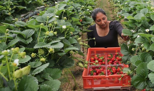 New PM urged to lower migrant worker salary threshold after Brexit