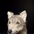 Neolithic dog's face reconstructed from skull