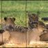 Horrors of lion farming and captivity in South Africa revealed